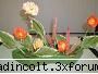 ikebana stilul rimpa:
