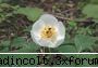 gradina botanica din iasi (partea iii-a) paeonia:
