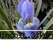 iris lazica: gradina botanica din iasi (partea a iii-a)