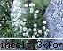gradina botanica din iv-a) sectorul flora globului5: