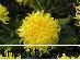 gradina botanica din iv-a) sectorul ornamental