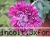 sectorul ornamental 3: gradina botanica din a iv-a)