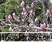 gradina botanica din iv-a) sectorul ornamental