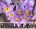 gradina botanica din iv-a) sectorul ornamental