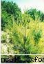 gradina botanica din iv-a) sectorul recreativ