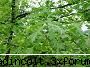 gradina botanica din iv-a) sectorul plante memoriale