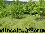 gradina botanica din iv-a) sectorul plante memoriale