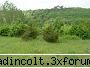 gradina botanica din iv-a) sectorul plantelor memoriale
