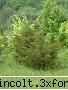 sectorul plante memoriale 4: gradina botanica din a iv-a)