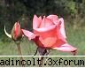 gradina botanica din iv-a) sectorul rozariu