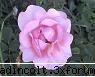 gradina botanica din iv-a) sectorul rozariu