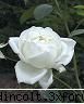 gradina botanica din iv-a) sectorul rozariu