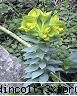 botanica din v-a) cum numeste oare planta din imagine?