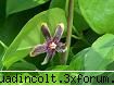planta 1: botanica din a v-a)
