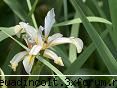 botanica din v-a) complicata si-n acelasi timp gingasa alcatuire: