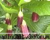 botanica din v-a) inceput viata: