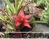 botanica din v-a) planta