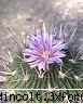 planta 2: botanica din a v-a)