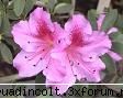 botanica din v-a) culoare1: