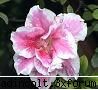botanica din v-a) culoare