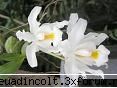 botanica din v-a) prietenie sincera: