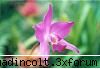 botanica din v-a) larg