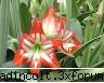 frumusete: botanica din a v-a)