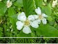 botanica din vi-a) numai verde!