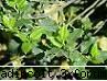 botanica din vi-a) plantatii (foto 1):