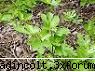 plantatii (foto2): botanica din a vi-a)