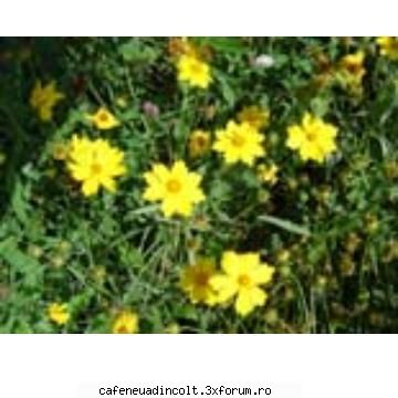 Gradini celebre - Gradina botanica 2 - Europa, America,Australia