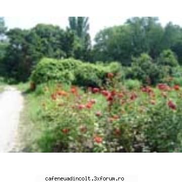 tot  gradina  botanica! gradini celebre